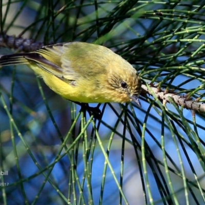 Acanthiza nana (Yellow Thornbill) at Undefined - 14 Apr 2017 by CharlesDove
