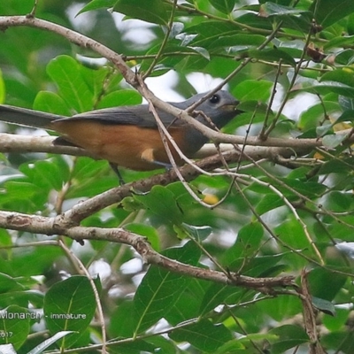 Monarcha melanopsis (Black-faced Monarch) at Undefined - 4 Apr 2017 by CharlesDove