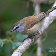 Gerygone mouki (Brown Gerygone) at Undefined - 5 Apr 2017 by Charles Dove