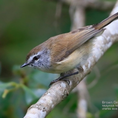 Gerygone mouki (Brown Gerygone) at Undefined - 6 Apr 2017 by CharlesDove