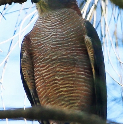 Accipiter cirrocephalus (Collared Sparrowhawk) at Undefined - 3 Apr 2017 by Charles Dove