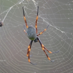 Trichonephila plumipes (Humped golden orb weaver) at Meroo National Park - 4 Apr 2017 by CharlesDove