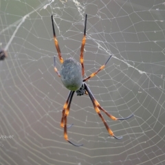 Nephila plumipes (Humped golden orb-weaver) at Meroo National Park - 3 Apr 2017 by Charles Dove