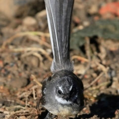 Rhipidura albiscapa (Grey Fantail) at Hazel Rowbotham Reserve Walking Track - 5 Apr 2017 by CharlesDove