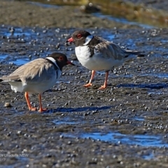 Charadrius rubricollis (Hooded Plover) at South Pacific Heathland Reserve - 3 Apr 2017 by CharlesDove