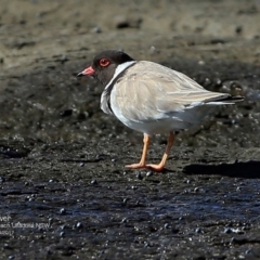 Charadrius rubricollis at suppressed - 3 Apr 2017