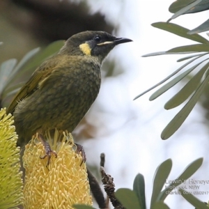 Meliphaga lewinii at undefined - 3 Apr 2017 12:00 AM