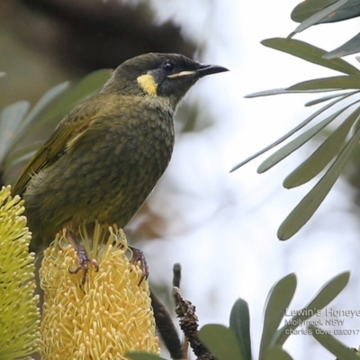 Meliphaga lewinii (Lewin's Honeyeater) at Undefined - 2 Apr 2017 by Charles Dove