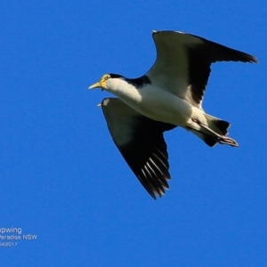 Vanellus miles at Hazel Rowbotham Reserve Walking Track - 7 Apr 2017