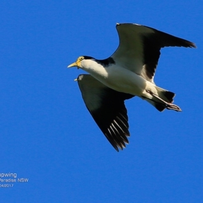 Vanellus miles (Masked Lapwing) at Hazel Rowbotham Reserve Walking Track - 7 Apr 2017 by CharlesDove