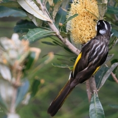 Phylidonyris novaehollandiae (New Holland Honeyeater) at Burrill Lake Aboriginal Cave Walking Track - 3 Apr 2017 by Charles Dove