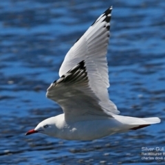 Chroicocephalus novaehollandiae (Silver Gull) at South Pacific Heathland Reserve - 6 Apr 2017 by CharlesDove