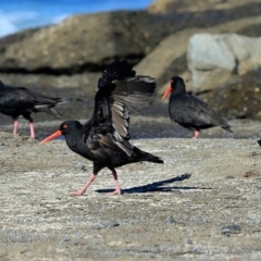 Haematopus fuliginosus (Sooty Oystercatcher) at South Pacific Heathland Reserve - 5 Apr 2017 by Charles Dove