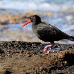 Haematopus fuliginosus at South Pacific Heathland Reserve - suppressed