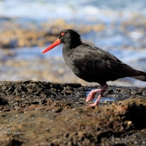 Haematopus fuliginosus at South Pacific Heathland Reserve - suppressed