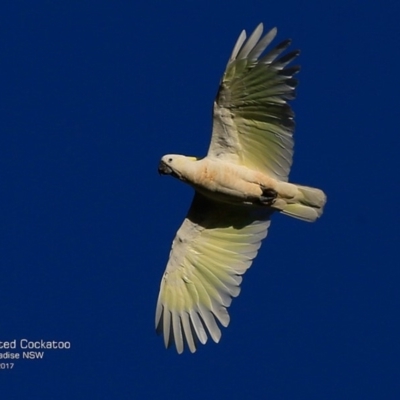 Cacatua galerita (Sulphur-crested Cockatoo) at Hazel Rowbotham Reserve Walking Track - 6 Apr 2017 by Charles Dove