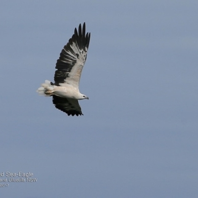 Haliaeetus leucogaster (White-bellied Sea-Eagle) at Undefined - 7 Apr 2017 by Charles Dove