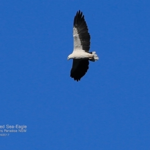 Haliaeetus leucogaster at undefined - 7 Apr 2017 12:00 AM