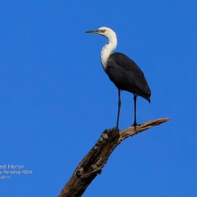 Ardea pacifica (White-necked Heron) at Undefined - 6 Apr 2017 by Charles Dove