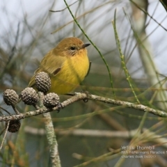 Acanthiza nana (Yellow Thornbill) at Undefined - 7 Apr 2017 by CharlesDove