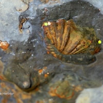 Brachiopoda Rhynchonellida (Rhynchonella Brachiopod) at Undefined - 4 Apr 2018 by Charles Dove