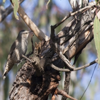 Climacteris picumnus (Brown Treecreeper) at Illilanga & Baroona - 20 May 2012 by Illilanga