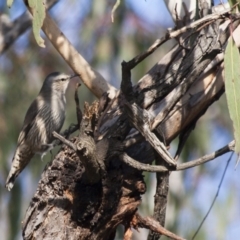 Climacteris picumnus (Brown Treecreeper) at Michelago, NSW - 20 May 2012 by Illilanga
