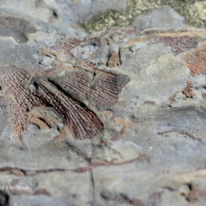 Fenestella ( genus) (Bryozoan) at undefined - 4 Apr 2018