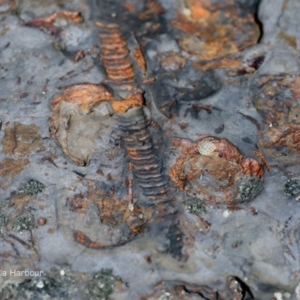 Crinoidea at undefined - 4 Apr 2018 12:00 AM