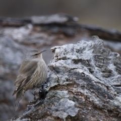 Climacteris picumnus (Brown Treecreeper) at Michelago, NSW - 30 Jun 2012 by Illilanga