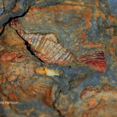 Brachiopoda Spiriferida (Spiriferid Brachiopod) at Undefined - 3 Apr 2018 by Charles Dove