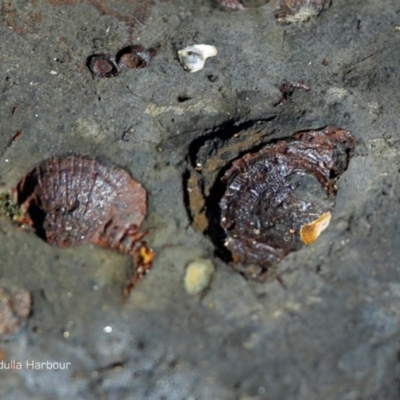 Brachiopoda Productida (Productid Brachiopod) at Undefined - 3 Apr 2018 by Charles Dove