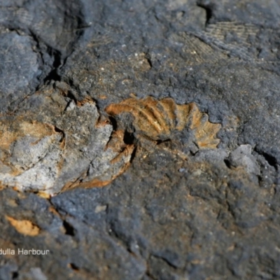 Brachiopoda Rhynchonellida (Rhynchonella Brachiopod) at Undefined - 4 Apr 2018 by CharlesDove