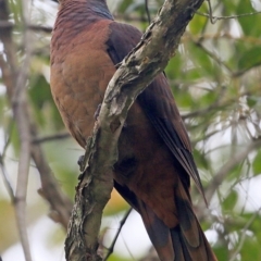 Macropygia phasianella (Brown Cuckoo-dove) at Garrads Reserve Narrawallee - 28 Sep 2016 by Charles Dove