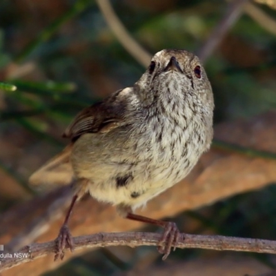 Acanthiza pusilla (Brown Thornbill) at Ulladulla, NSW - 29 Sep 2016 by Charles Dove
