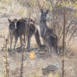 Macropus giganteus at Belconnen, ACT - 7 Jun 2018 02:06 PM