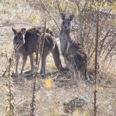 Macropus giganteus (Eastern Grey Kangaroo) at Belconnen, ACT - 7 Jun 2018 by Alison Milton