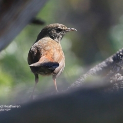 Hylacola pyrrhopygia (Chestnut-rumped Heathwren) at Ulladulla - Warden Head Bushcare - 30 Sep 2016 by CharlesDove