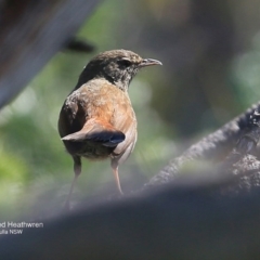 Hylacola pyrrhopygia (Chestnut-rumped Heathwren) at Ulladulla - Warden Head Bushcare - 29 Sep 2016 by Charles Dove