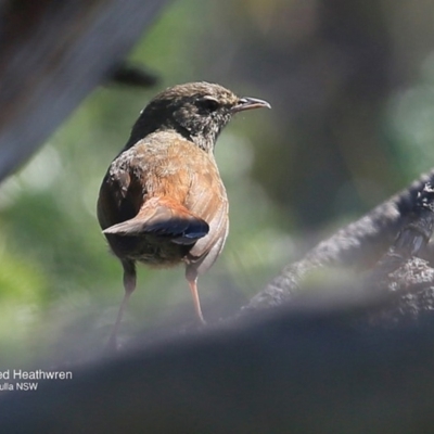 Hylacola pyrrhopygia (Chestnut-rumped Heathwren) at Coomee Nulunga Cultural Walking Track - 29 Sep 2016 by Charles Dove