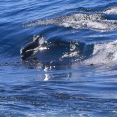 Tursiops truncatus (Bottlenose Dolphin) at Undefined - 28 Sep 2016 by CharlesDove