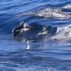 Tursiops truncatus (Bottlenose Dolphin) at Undefined - 27 Sep 2016 by Charles Dove