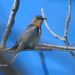 Cacomantis flabelliformis (Fan-tailed Cuckoo) at Coomee Nulunga Cultural Walking Track - 27 Sep 2016 by Charles Dove