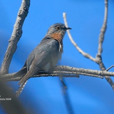 Cacomantis flabelliformis (Fan-tailed Cuckoo) at Ulladulla, NSW - 27 Sep 2016 by Charles Dove