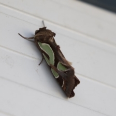 Cosmodes elegans (Green Blotched Moth) at Higgins, ACT - 25 Apr 2018 by Alison Milton