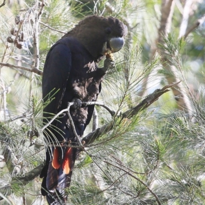 Calyptorhynchus lathami lathami (Glossy Black-Cockatoo) at Undefined - 26 Sep 2016 by Charles Dove