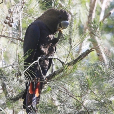 Calyptorhynchus lathami lathami (Glossy Black-Cockatoo) at Undefined - 27 Sep 2016 by CharlesDove