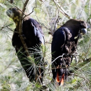 Calyptorhynchus lathami lathami at undefined - suppressed