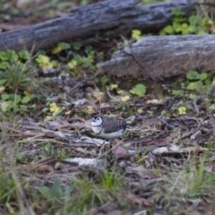 Stizoptera bichenovii (Double-barred Finch) at Illilanga & Baroona - 18 Jun 2012 by Illilanga