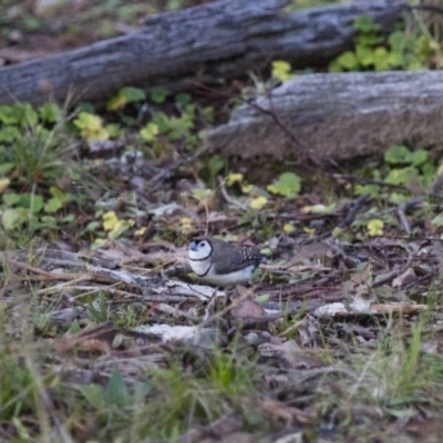 Stizoptera bichenovii (Double-barred Finch) at Michelago, NSW - 18 Jun 2012 by Illilanga